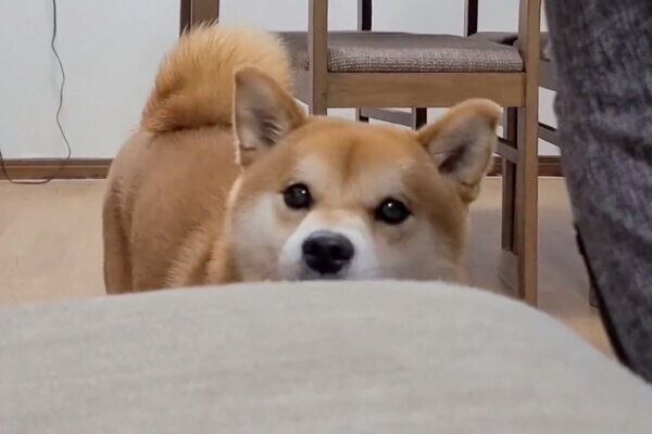 二度見が上手な麦くん