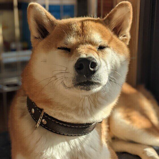 柴のころちゃん