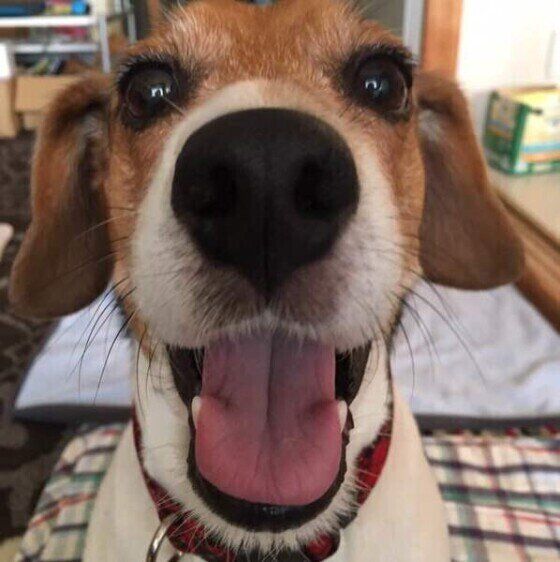 ビーグルのこてつくん