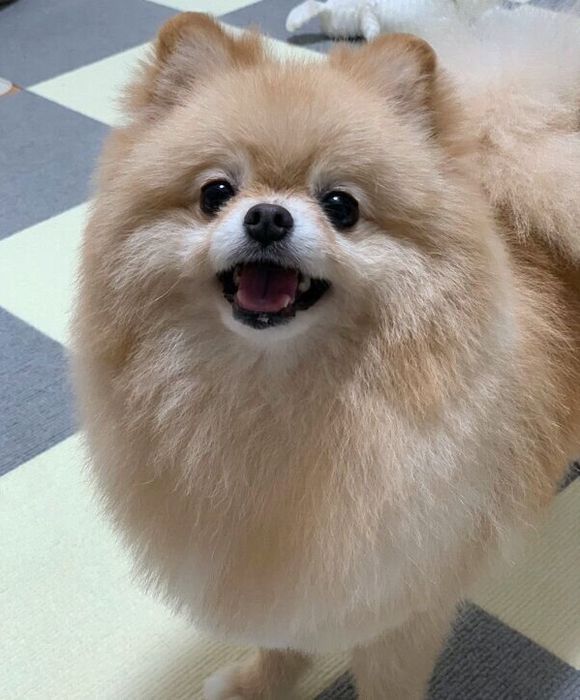 笑顔が可愛いポメくん