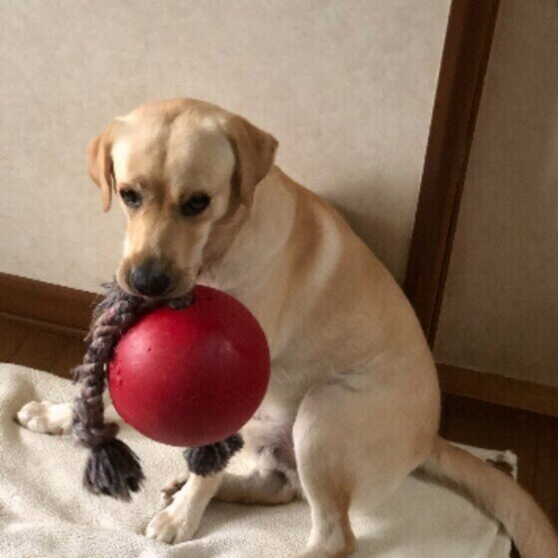 犬が お姉さん座り をする これって大丈夫 注意が必要なケースを解説 いぬのきもちweb Magazine 犬が お姉さん座り をする これって大丈夫 注意が必要なケースを解説 いぬのきもちweb Magazine