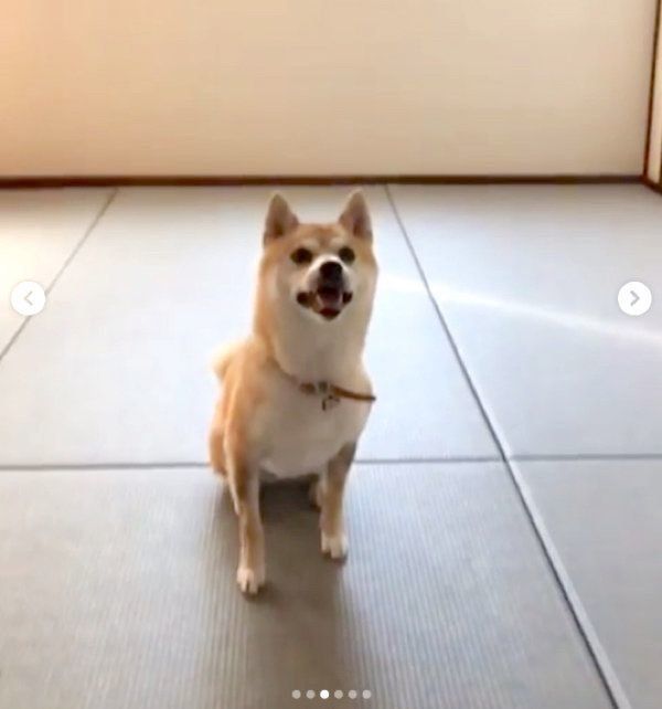 ジャンプする柴犬