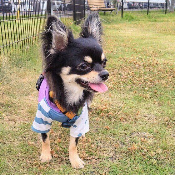 犬も骨が弱くなる？「骨粗しょう症」の原因と予防方法は？ いぬのきもち