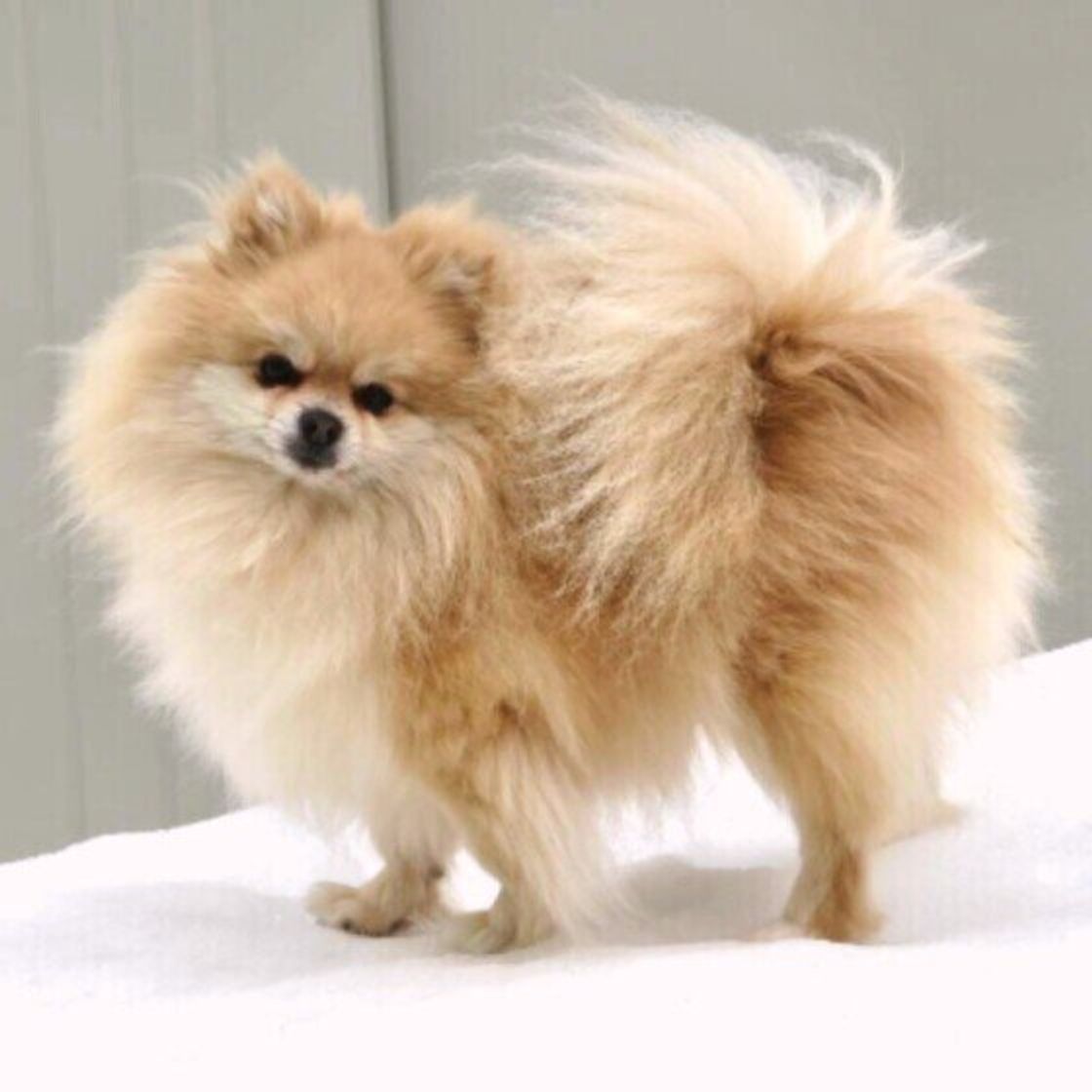 振る速さや高さによって違う しっぽの動きから分かる 犬の愛情表現とは いぬのきもちweb Magazine 振る速さや高さによって違う しっぽの動きから分かる 犬の愛情表現とは いぬのきもちweb Magazine