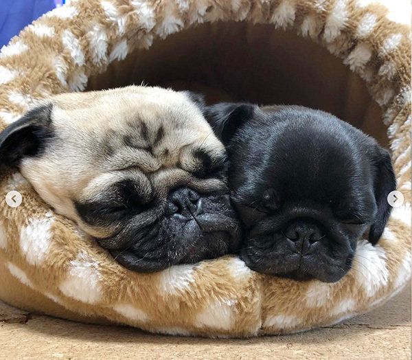仲良く眠るパグ