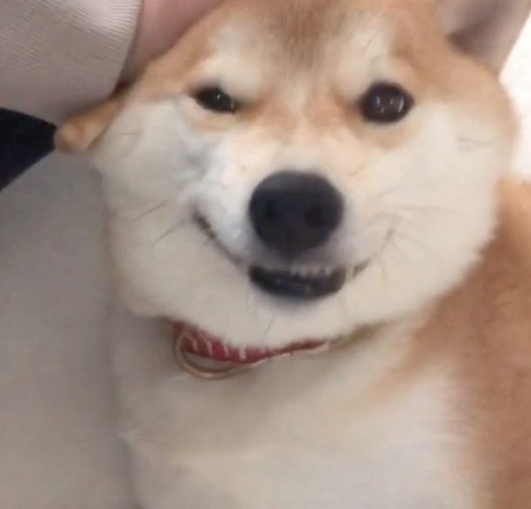 微笑むこてつくん