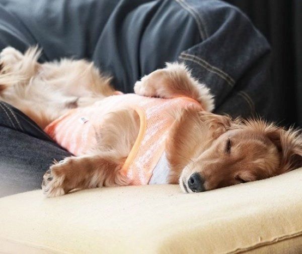 クッションで眠るミニチュア・ダックスフンド