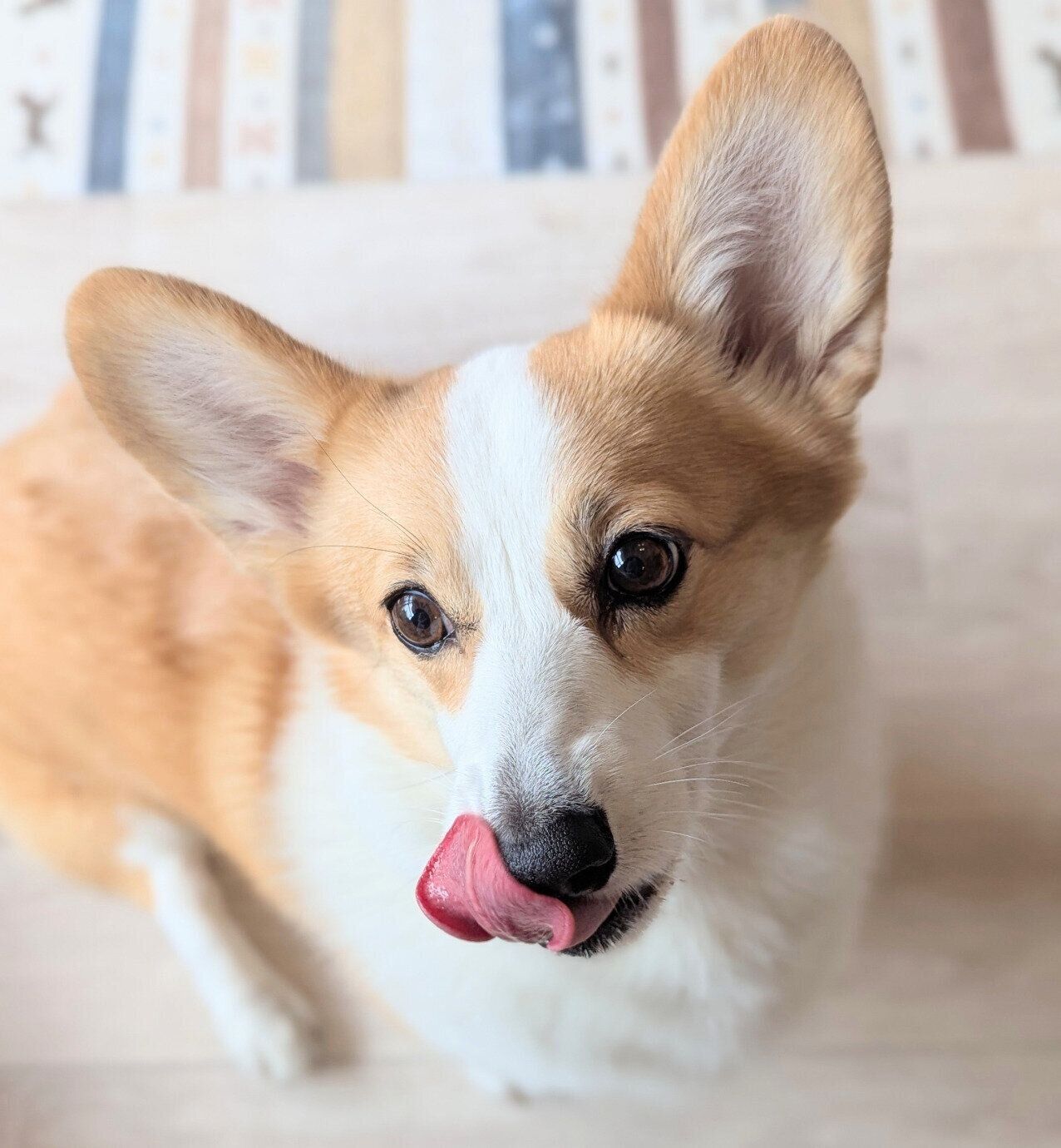 舌をぺろっとするるんちゃん