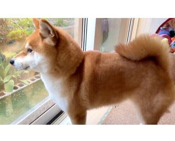 パパさんを見送るゆきちゃん