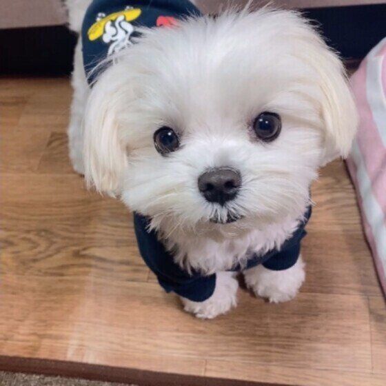 見つめるマルチーズ