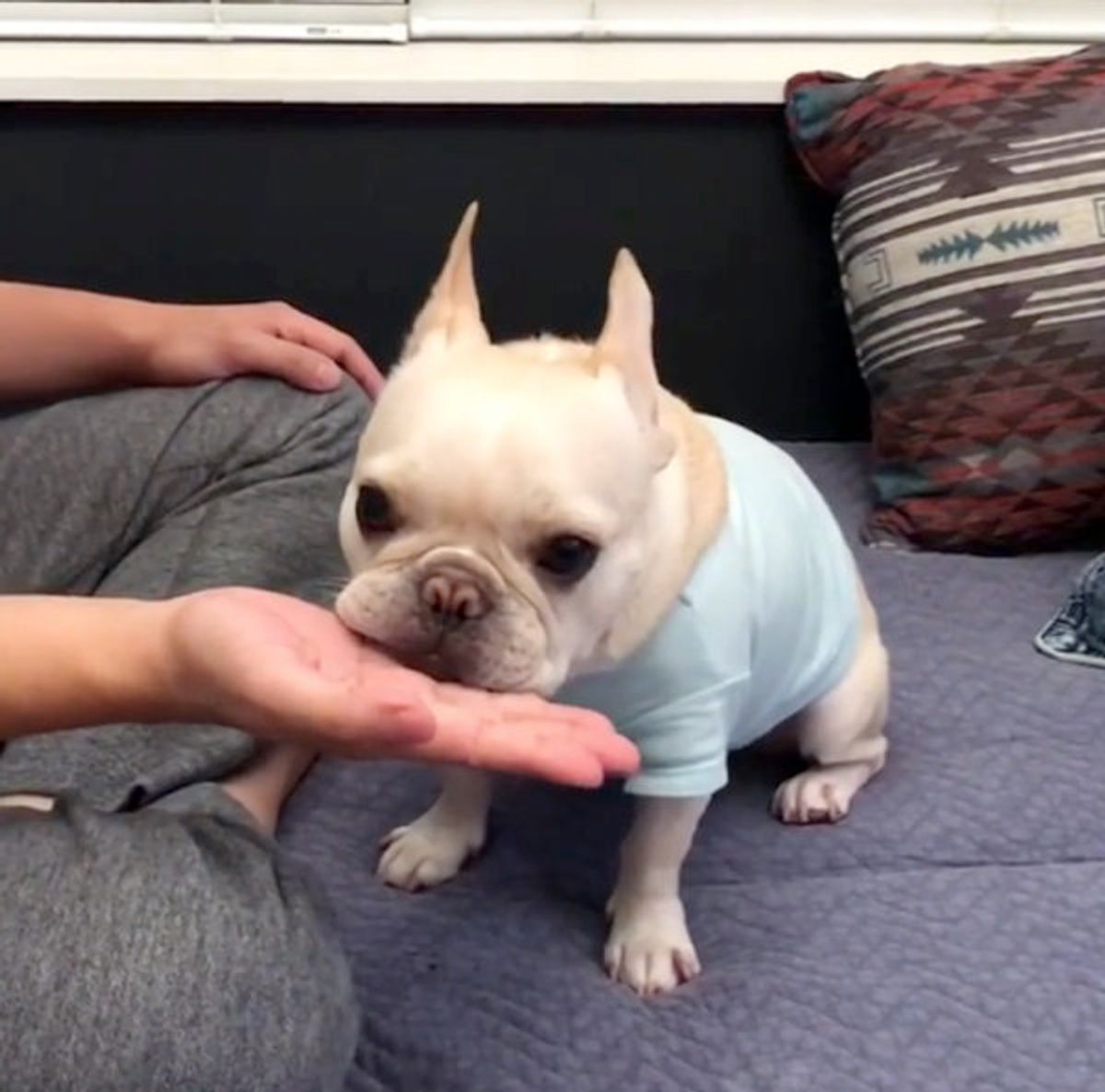 あること を練習するフレブルちゃん かわいすぎてキュンとしちゃう いぬのきもちweb Magazine あること を練習するフレブルちゃん かわいすぎてキュンとしちゃう いぬのきもちweb Magazine