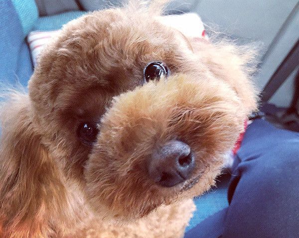 見つめるトイ・プードル