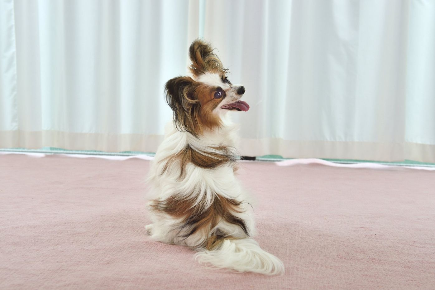 小悪魔 情熱系 犬の性格別に 口説く コツ こっそり教えます いぬのきもちweb Magazine 小悪魔 情熱系 犬の性格別に 口説く コツ こっそり教えます いぬのきもちweb Magazine