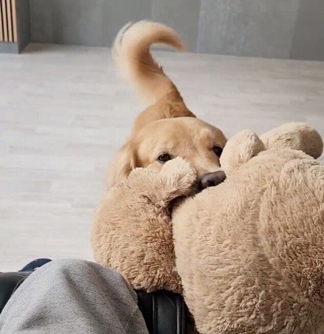 ぬいぐるみをくわえてアピールするゆずちゃん