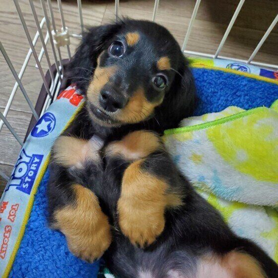 ケージで仰向けになっているミニチュア・ダックスフンド