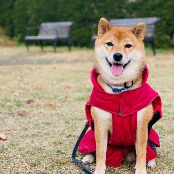 赤い防寒着を着るナナちゃん