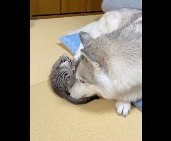 子猫ちゃんを見守るユキちゃん