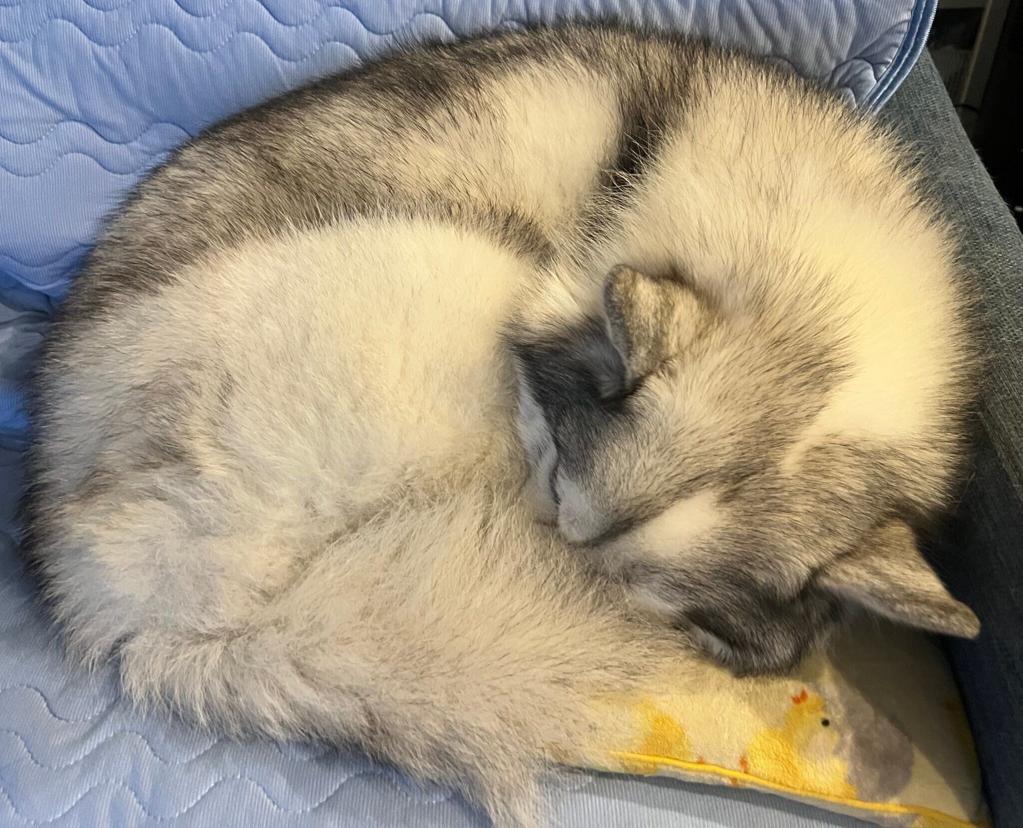 丸くなって眠る琥珀くん