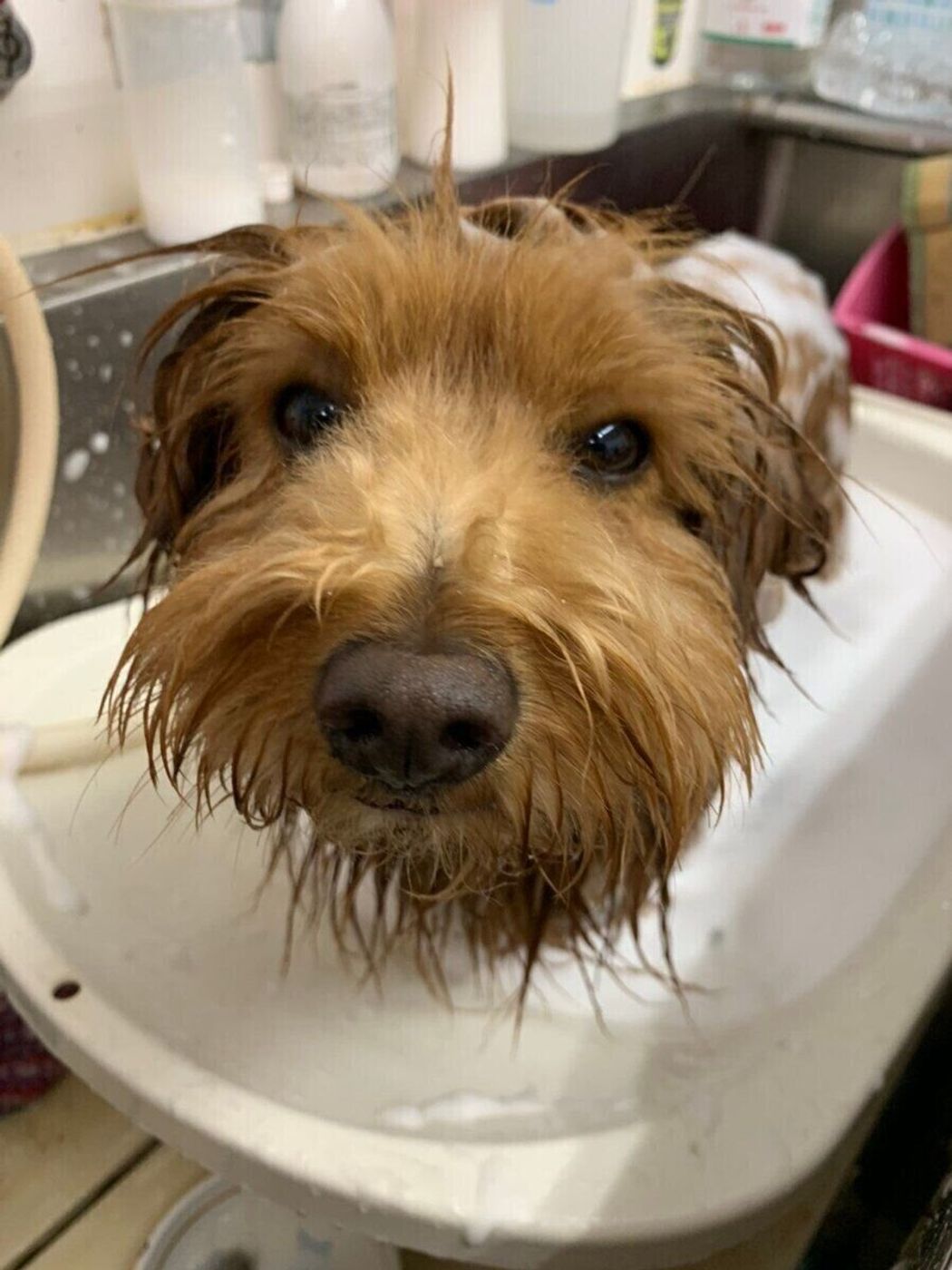 茶色の毛の犬は汚れが目立たない お湯の色も茶色に 連載 こぐま犬てんすけ Vol 61 いぬのきもちweb Magazine 茶色の毛の犬は汚れが目立たない お湯の色も茶色に 連載 こぐま犬てんすけ Vol 61 いぬのきもちweb Magazine