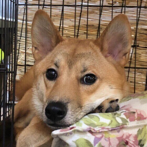 クッションでくつろぐ犬