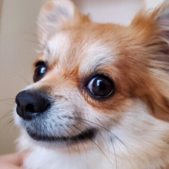 犬のネギ中毒に注意！ 犬にネギや玉ねぎなどの「ネギ類」を与えてはダメな理由とは いぬのきもち