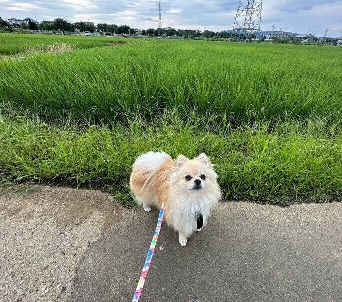 散歩をするゆきとくん