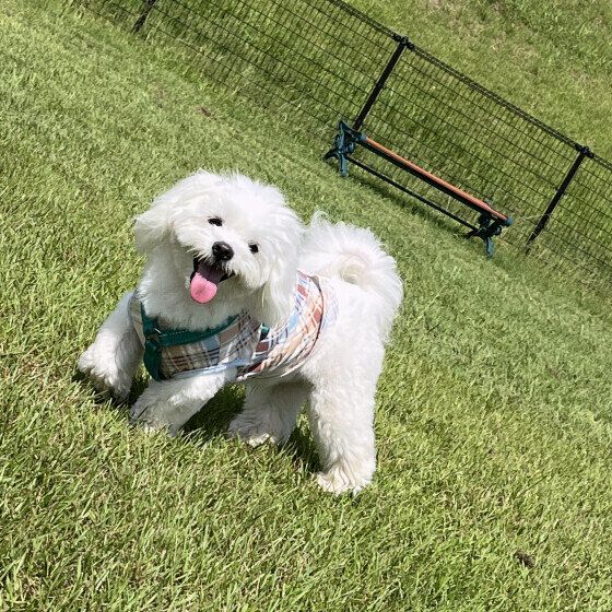 久しぶりのドッグランを楽しむ凪くん