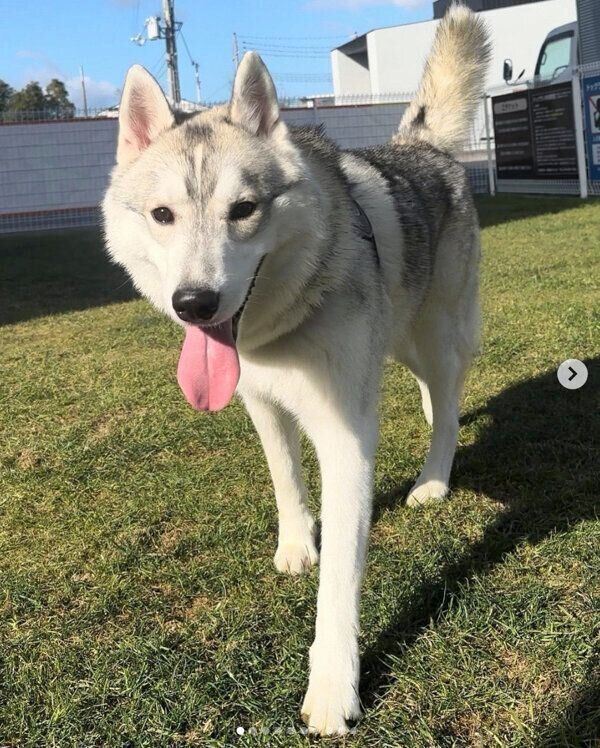 ドッグランを楽しむステラくん