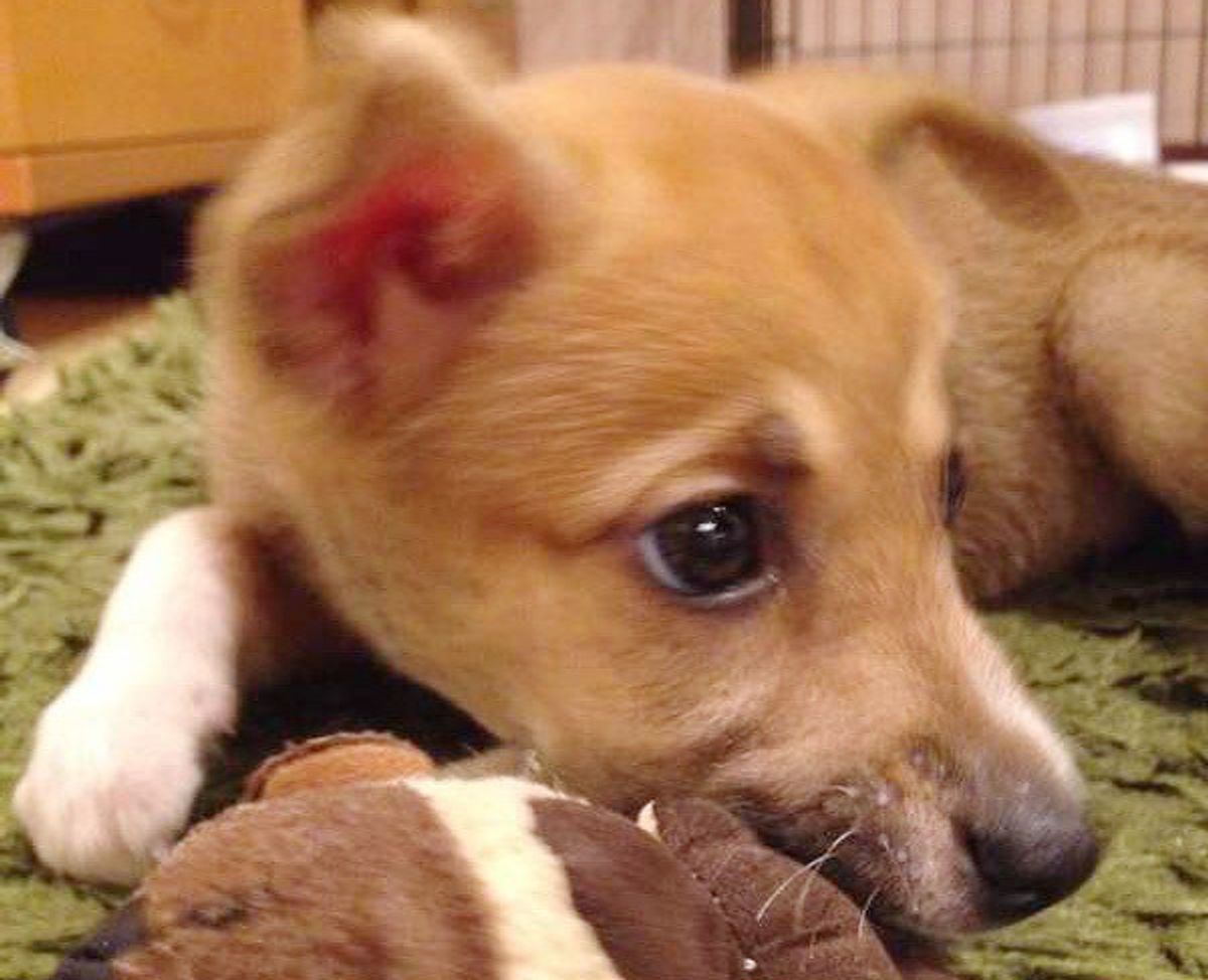 苦労もあるけど それ以上に 保護犬を家族に迎える とはどういうことか いぬのきもちweb Magazine 苦労もあるけど それ以上に 保護犬を家族に迎える とはどういうことか いぬのきもちweb Magazine