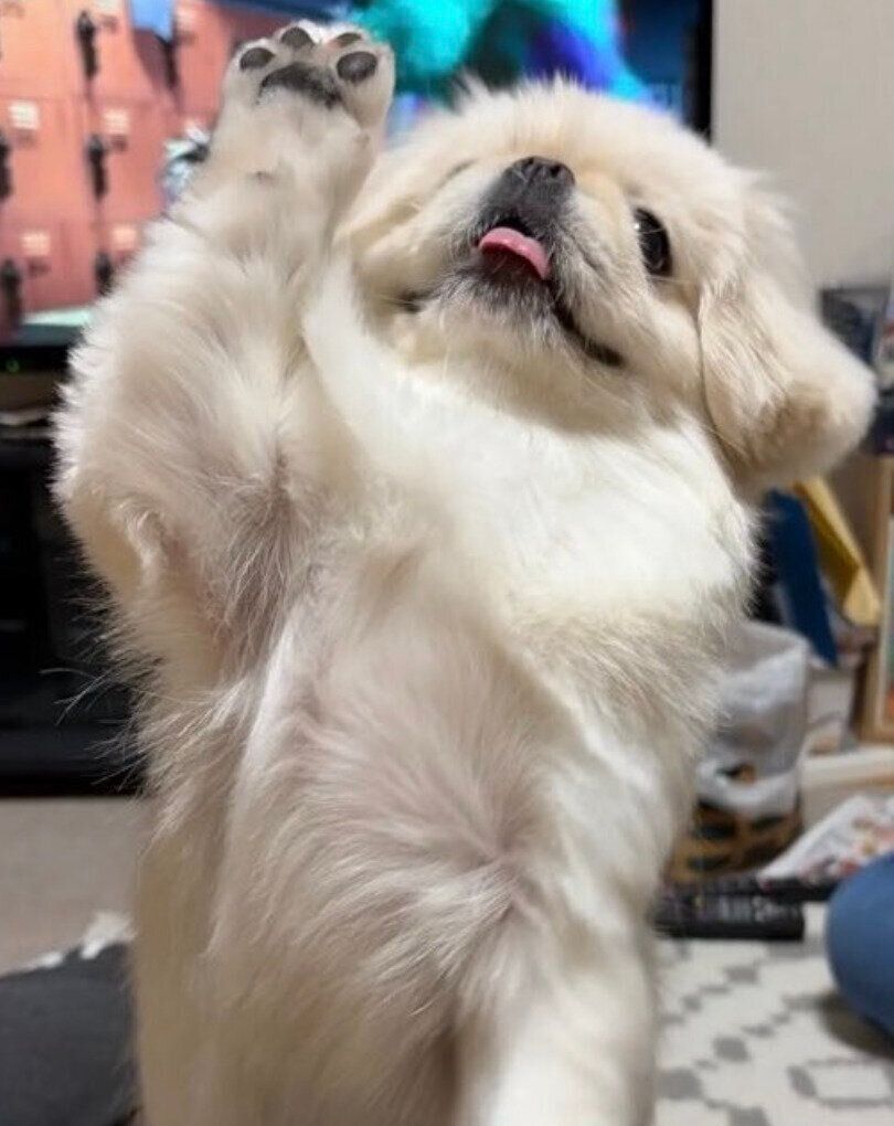 前足を上げるぺっぺちゃん