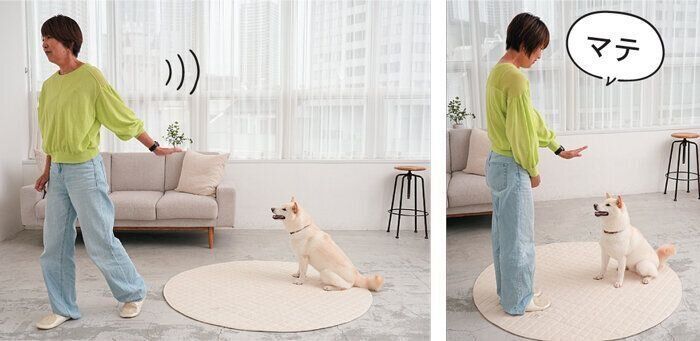 マテでひとりになる練習をする犬2