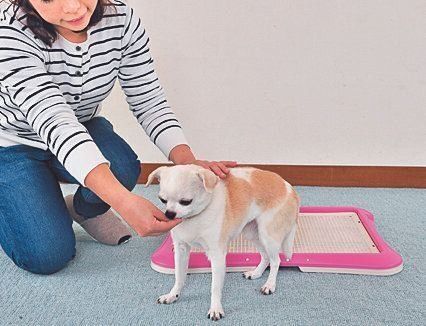 排泄後にごほうびのおやつを与える