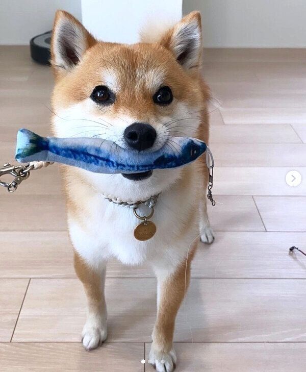 おもちゃをくわえるコロちゃん