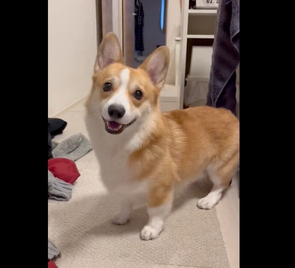 笑顔で飼い主さんのことを見つめるはるたくん