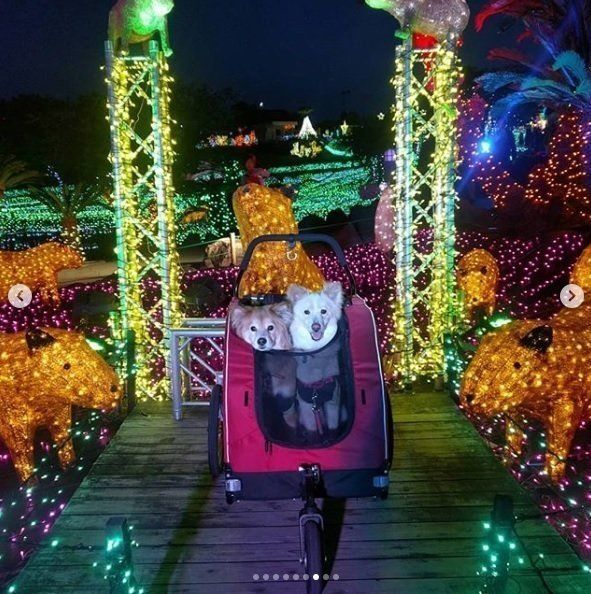 イルミネーションを楽しむ犬