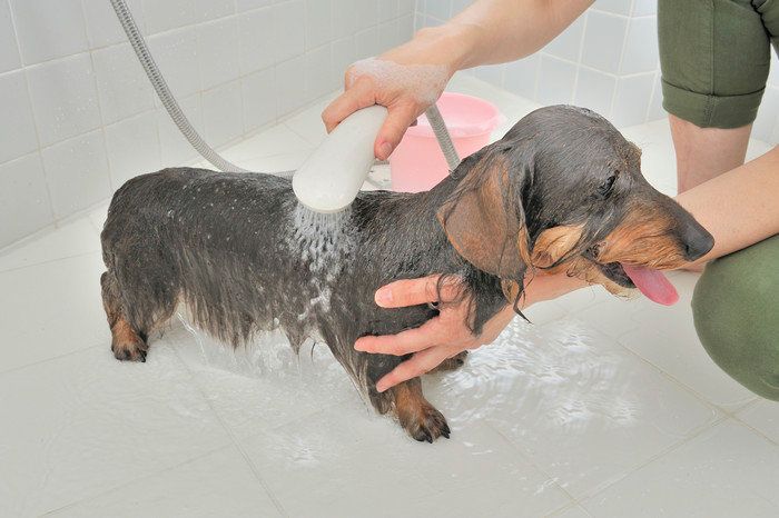 シャワーする犬