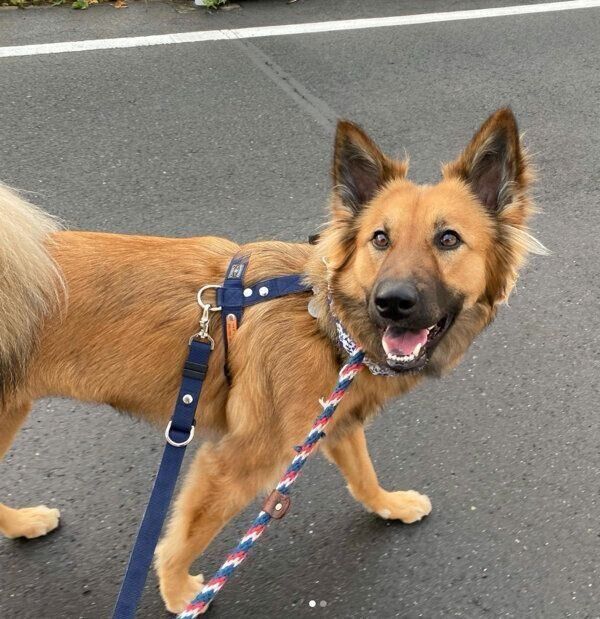 楽しそうにお散歩するくま子ちゃん