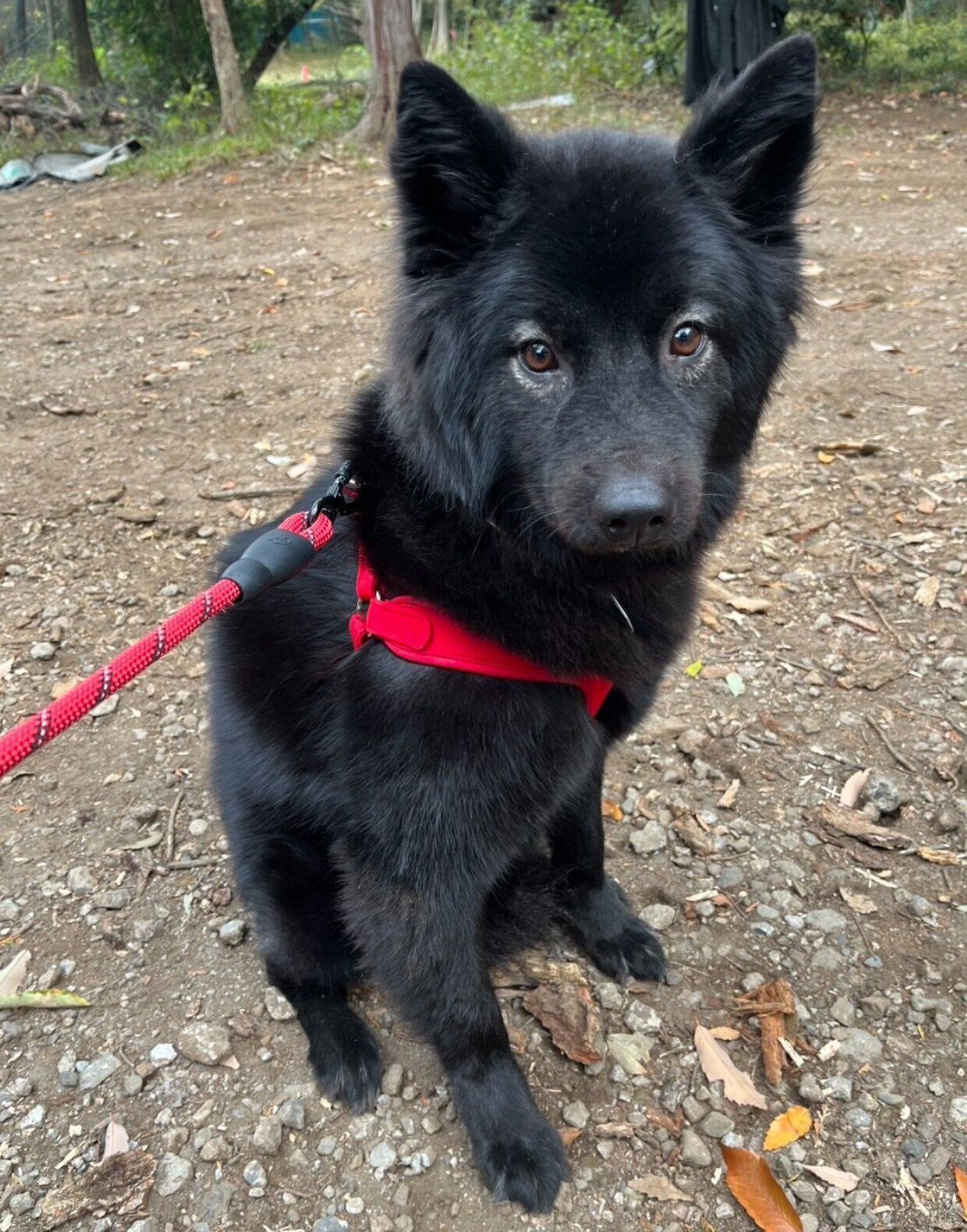 外に出る練習をしているシュレディンガーくん