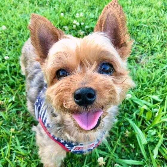 にっこり笑顔のヨークシャー・テリア