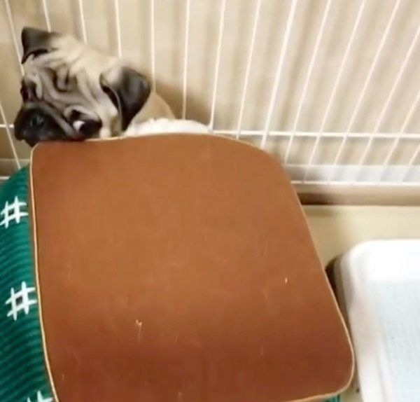 こたつに入るパグ