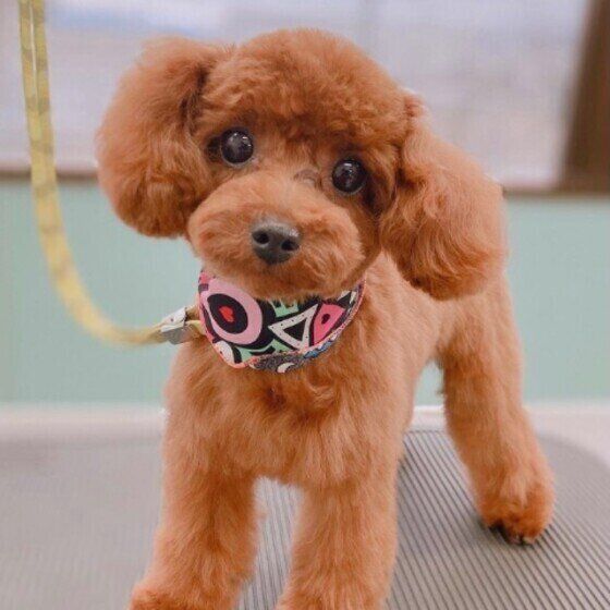 トイ・プードルのヴィヴィちゃん