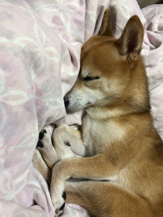 柴犬のふぅちゃん