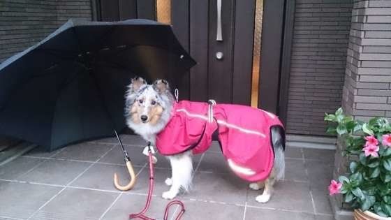 シェットランド・シープドッグ