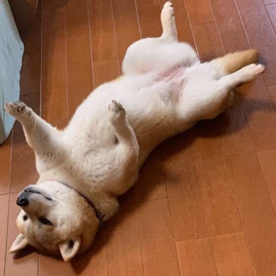 ヘソ天する柴犬