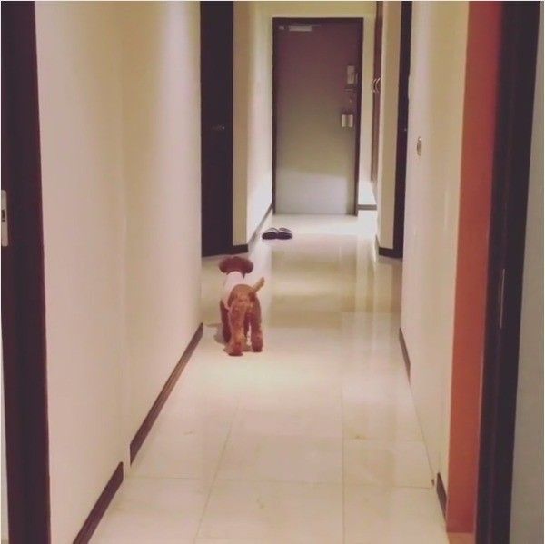 トイ・プードル