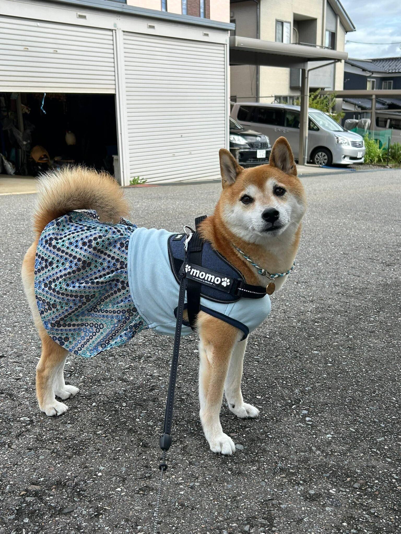 「7回目のうちの子記念日」で記念撮影をする柴犬