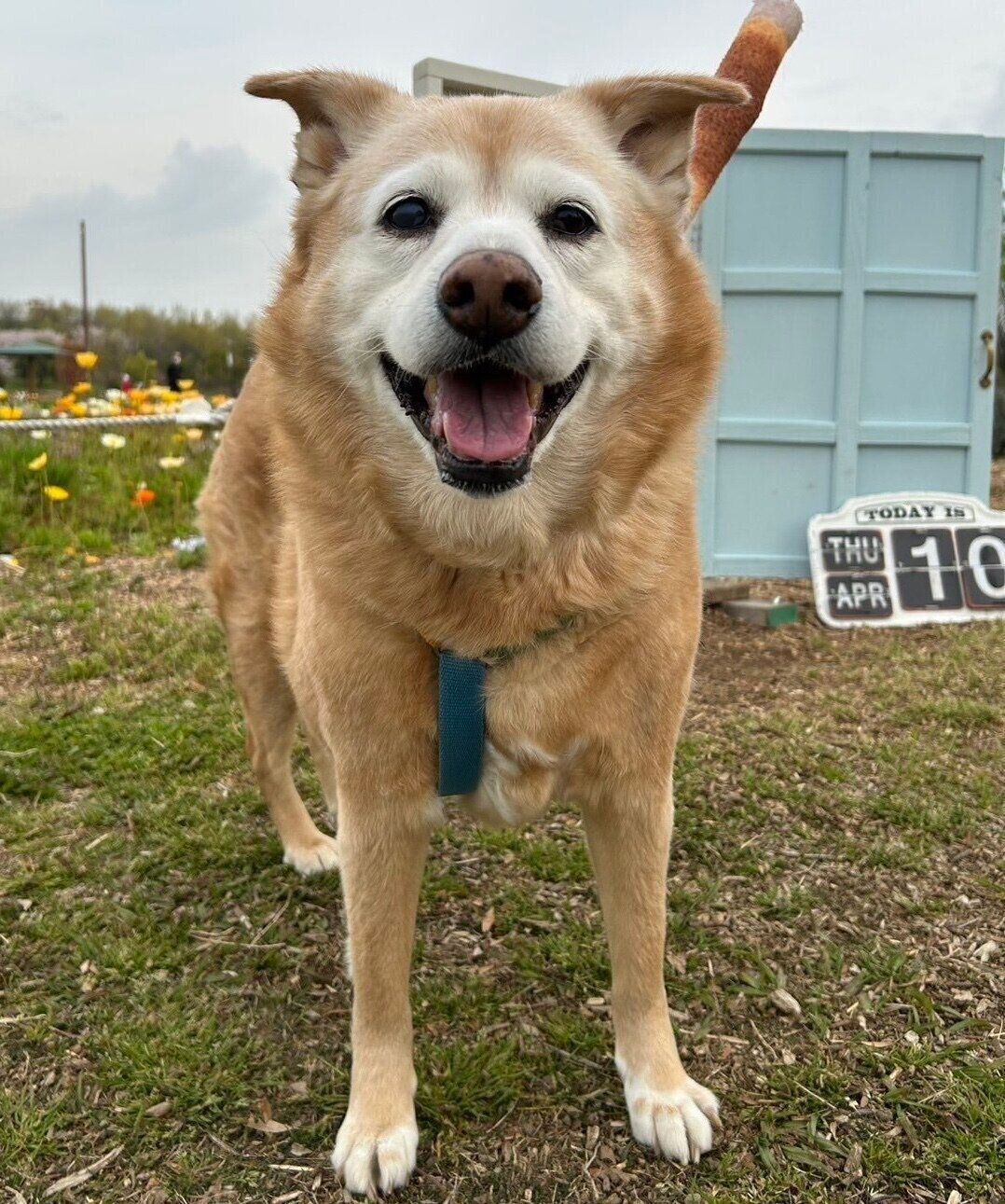 顔が白くなったメリーちゃん