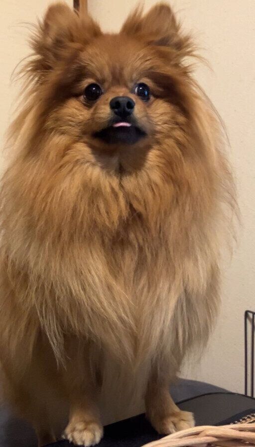 1才のポメラニアン
