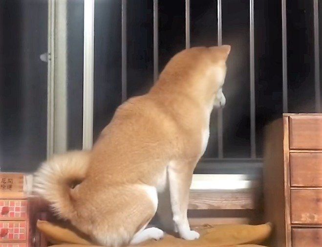 自宅警備中の柴