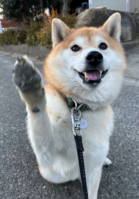 手を挙げているような柴犬